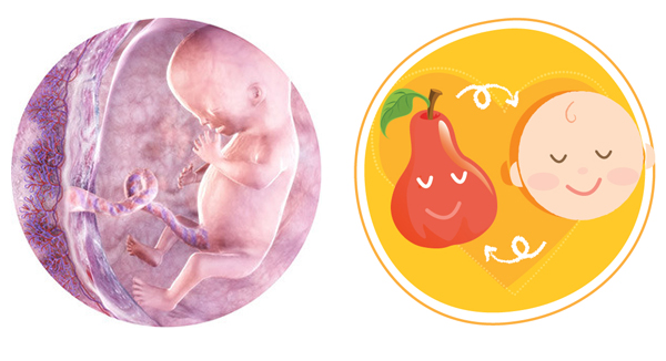 Quá trình phát triển của thai nhi chi tiết nhất trong 40 tuần mang thai 