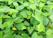 Mẹo dân gian phòng tránh 10 căn bệnh phổ biến ở trẻ nhỏ