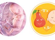 Quá trình phát triển của thai nhi chi tiết nhất trong 40 tuần thai