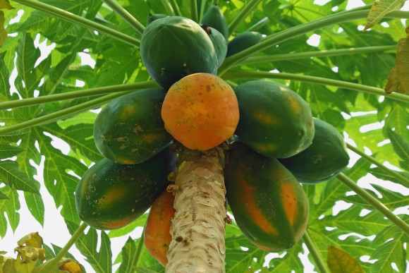 Những thực phẩm có nguy cơ cao gây sẩy thai
