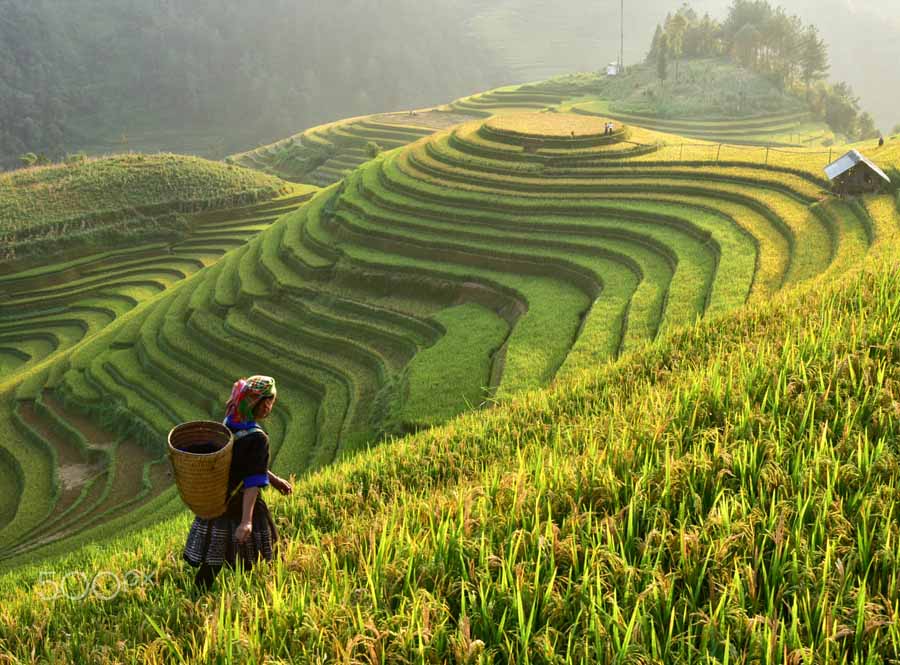 vietnam-rice-terrace-sirisak-baokaew