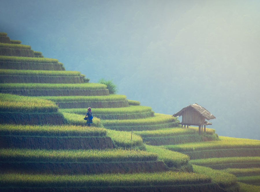 Mù Cang chải - Ruộng lúa bậc thang ở Việt Nam.